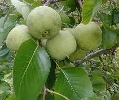Fruit Seeds,Garden seeds, Seeds For Planting,Plant Seeds