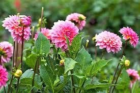 Flower Seeds, Seeds,Seeds For Planting,Plant Seeds