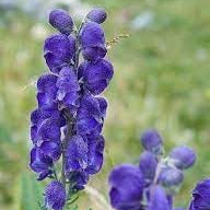 Flower Seeds, Seeds,Seeds For Planting,Plant Seeds