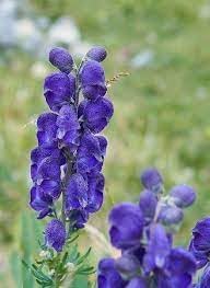 Flower Seeds, Seeds,Seeds For Planting,Plant Seeds