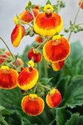 Calceolaria Uniflora Flower Seeds for Planting – Heirloom, Non-GMO Cut Flower Favorite Organic Garden Seeds