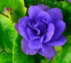 Flower Seeds, Seeds,Seeds For Planting,Plant Seeds