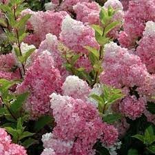 Flower Seeds, Seeds,Seeds For Planting,Plant Seeds