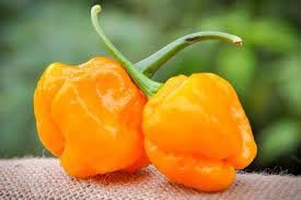 Vegetable Seeds,Garden seeds, Seeds For Planting,Plant Seeds