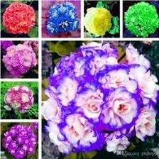 Flower Seeds, Seeds,Seeds For Planting,Plant Seeds