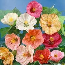 Flower Seeds, Seeds,Seeds For Planting,Plant Seeds