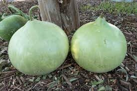 Vegetable Seeds,Garden seeds, Seeds For Planting,Plant Seeds