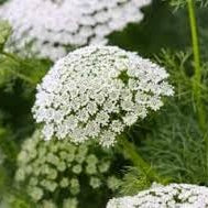 Flower Seeds, Seeds,Seeds For Planting,Plant Seeds