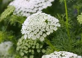 Flower Seeds, Seeds,Seeds For Planting,Plant Seeds