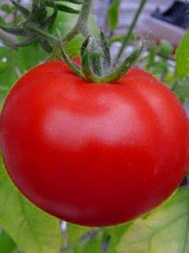 Vegetable Seeds,Garden seeds, Seeds For Planting,Plant Seeds