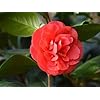 Pink Orange Camellia Flower Seeds for Planting – Heirloom Non-GMO High Germination Organic Garden Seeds