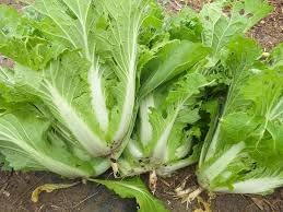 Vegetable Seeds,Garden seeds, Seeds For Planting,Plant Seeds