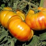 Vegetable Seeds,Garden seeds, Seeds For Planting,Plant Seeds