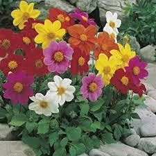 Mixed Multi-Color Dahlia Flower Seeds for Planting – Heirloom, Non-GMO, High Germination Colorful Bloom Garden Seeds
