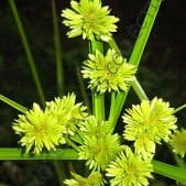 Flower Seeds, Seeds,Seeds For Planting,Plant Seeds