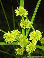 Flower Seeds, Seeds,Seeds For Planting,Plant Seeds