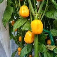 Vegetable Seeds,Garden seeds, Seeds For Planting,Plant Seeds