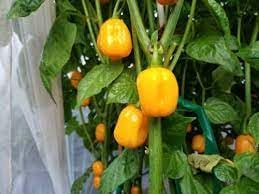 Vegetable Seeds,Garden seeds, Seeds For Planting,Plant Seeds