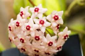 Flower Seeds, Seeds,Seeds For Planting,Plant Seeds