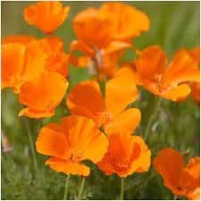 Flower Seeds, Seeds,Seeds For Planting,Plant Seeds