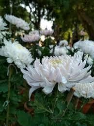 Flower Seeds, Seeds,Seeds For Planting,Plant Seeds