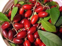 Fruit Seeds,Garden seeds, Seeds For Planting,Plant Seeds