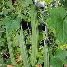 Vegetable Seeds,Garden seeds, Seeds For Planting,Plant Seeds