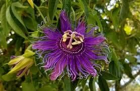 Flower Seeds, Seeds,Seeds For Planting,Plant Seeds