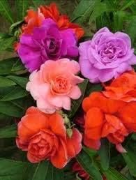 Flower Seeds, Seeds,Seeds For Planting,Plant Seeds