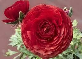 Flower Seeds, Seeds,Seeds For Planting,Plant Seeds