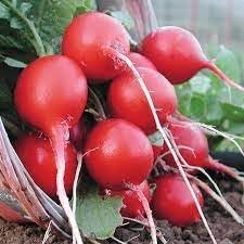 Vegetable Seeds,Garden seeds, Seeds For Planting,Plant Seeds