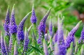 Flower Seeds, Seeds,Seeds For Planting,Plant Seeds