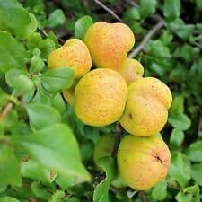 Fruit Seeds,Garden seeds, Seeds For Planting,Plant Seeds