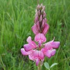 Flower Seeds, Seeds,Seeds For Planting,Plant Seeds