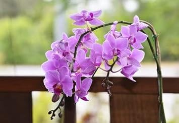 Flower Seeds, Seeds,Seeds For Planting,Plant Seeds