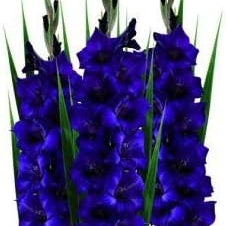Flower Seeds, Seeds,Seeds For Planting,Plant Seeds