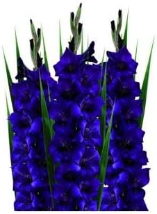 Flower Seeds, Seeds,Seeds For Planting,Plant Seeds