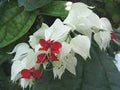 Clerodendrum Flower Seeds for Planting – Heirloom, Non-GMO, High Germination Wildflower Mix