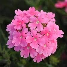 Flower Seeds, Seeds,Seeds For Planting,Plant Seeds