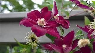 Flower Seeds, Seeds,Seeds For Planting,Plant Seeds