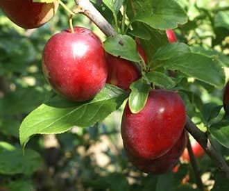 Fruit Seeds,Garden seeds, Seeds For Planting,Plant Seeds