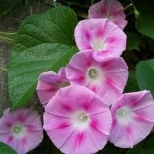 Flower Seeds, Seeds,Seeds For Planting,Plant Seeds