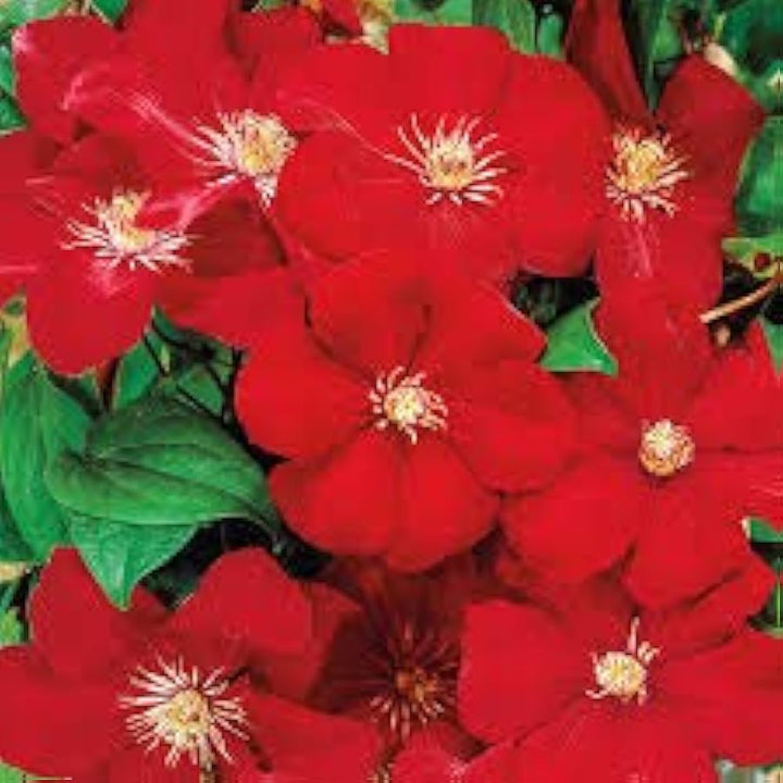 Flower Seeds, Seeds,Seeds For Planting,Plant Seeds