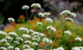 Flower Seeds, Seeds,Seeds For Planting,Plant Seeds