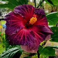 Flower Seeds, Seeds,Seeds For Planting,Plant Seeds