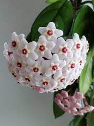 Flower Seeds, Seeds,Seeds For Planting,Plant Seeds