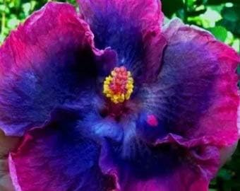 Flower Seeds, Seeds,Seeds For Planting,Plant Seeds