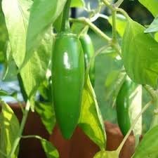 Vegetable Seeds,Garden seeds, Seeds For Planting,Plant Seeds