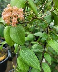 Flower Seeds, Seeds,Seeds For Planting,Plant Seeds