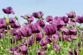 Hungarian Flower Seeds for Planting – Border-Perfect Heirloom, Non-GMO, High Germination Garden Seeds
